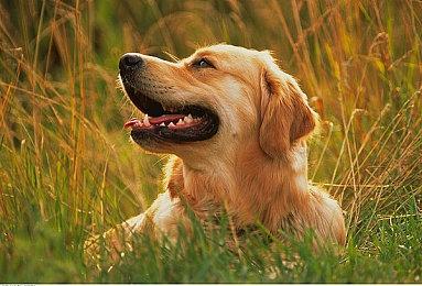 《生化危机9》浣熊市介绍 重返灾难与绝望之城