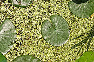 《战纹1+2》实体版5月登陆Switch 经典战旗游戏合集