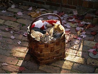 《斩妖行》团队新作！动作肉鸽游戏《虫虫巴迪》playtest招募开启